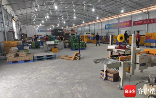 瓊中綠橙產業數字化轉型 數據化分選工廠與赤壁企業網站建設雙輪驅動，實現產業增效與穩定就業雙豐收